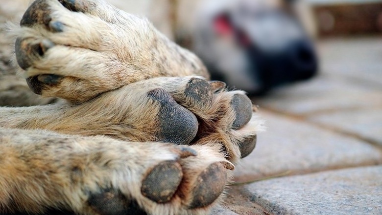 Robo en la Ruta 6: Envenenaron a los perros para robar la finca